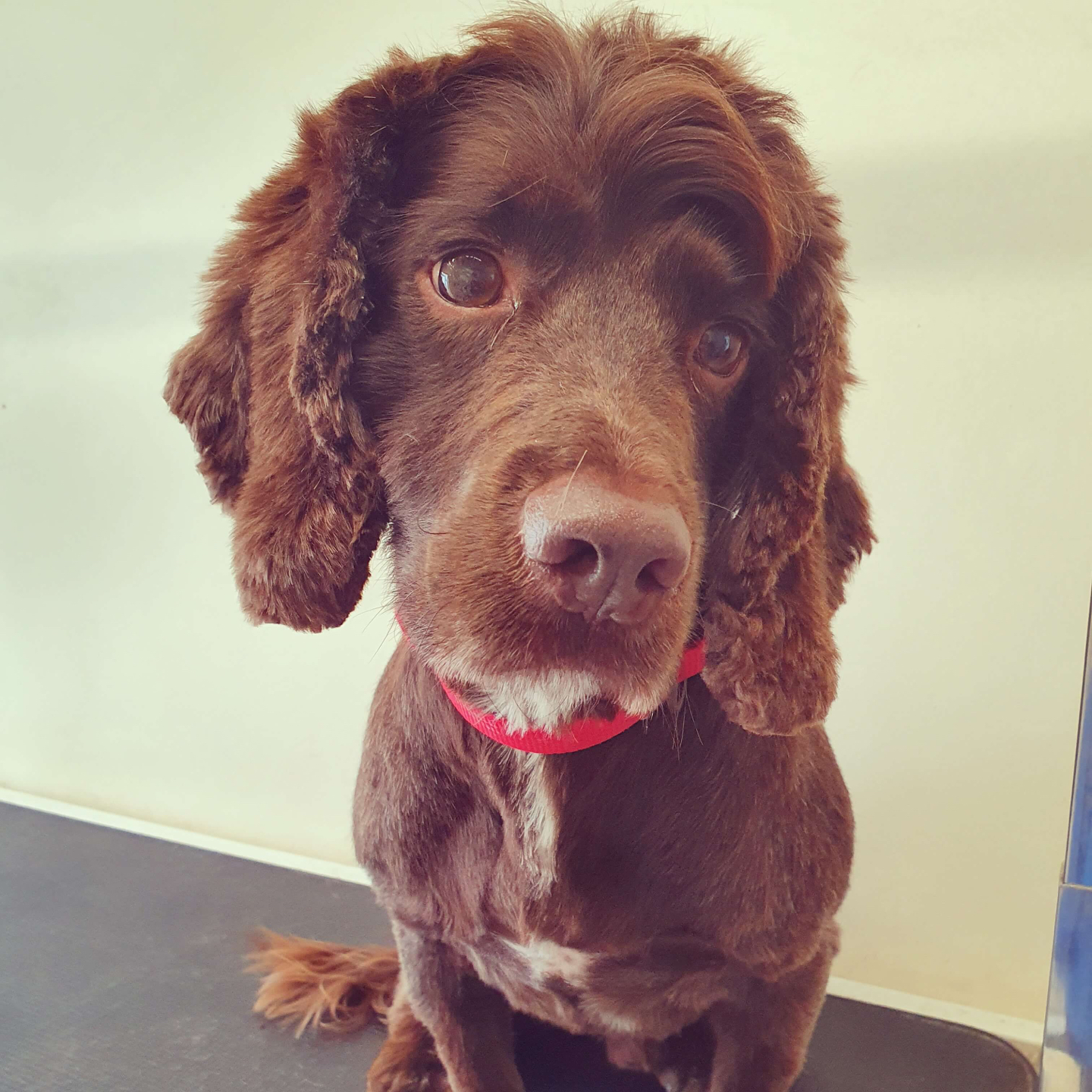 worthing dog groomer - teddy - cocker spaniel